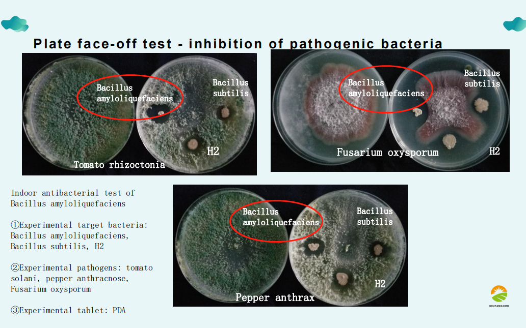 Microbial Agent Bacillus amyloliticus(BAA)