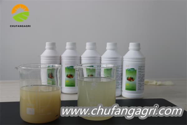 Chufangagri Bacillus amyloliticus(BAA)