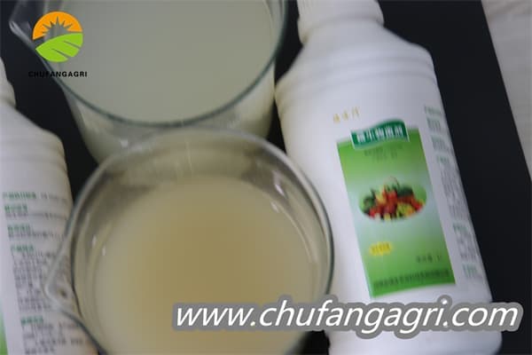 Chufangagri Bacillus amyloliticus(BAA)