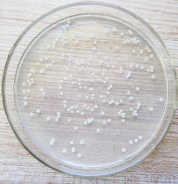 XMD microbial fertilizer