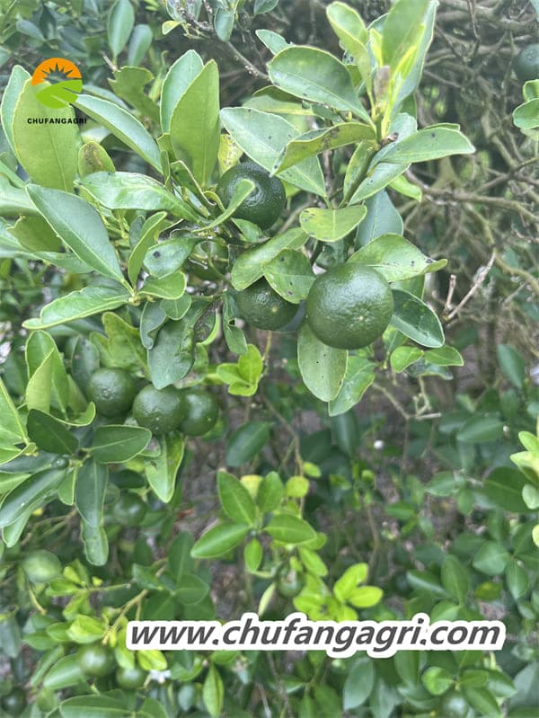 The XMD root Rubik’s Cube is a real liquid suspension fertilizer.