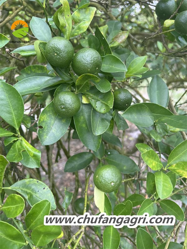 The XMD root Rubik’s Cube is a real liquid suspension fertilizer.