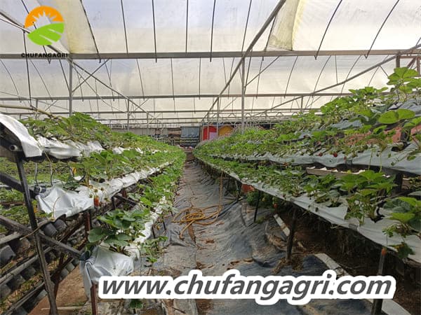 Water soluble fertilizer with humic acid