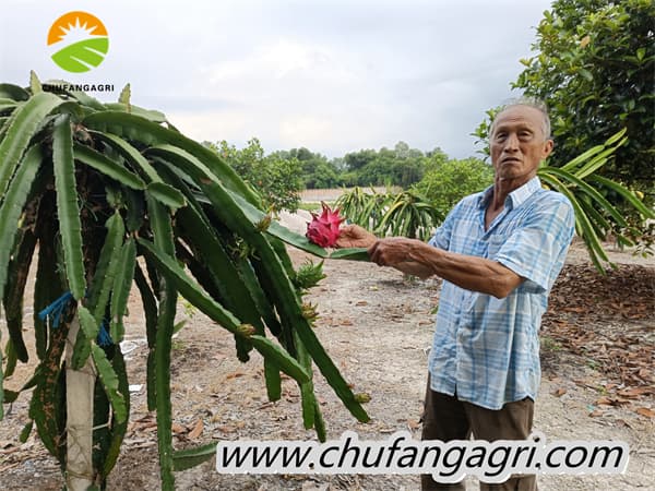 A water-soluble fertilizer containing humic acid.