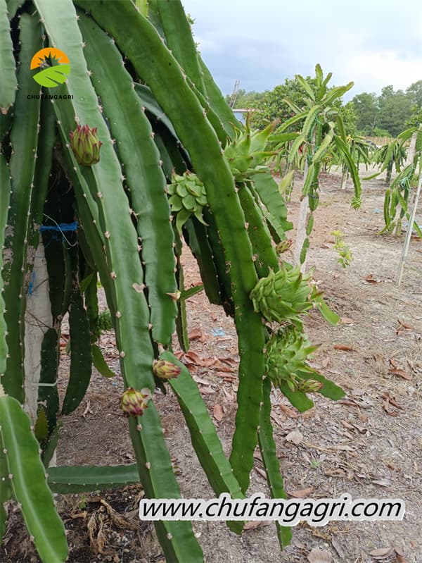 Liquid water-soluble fertilizer