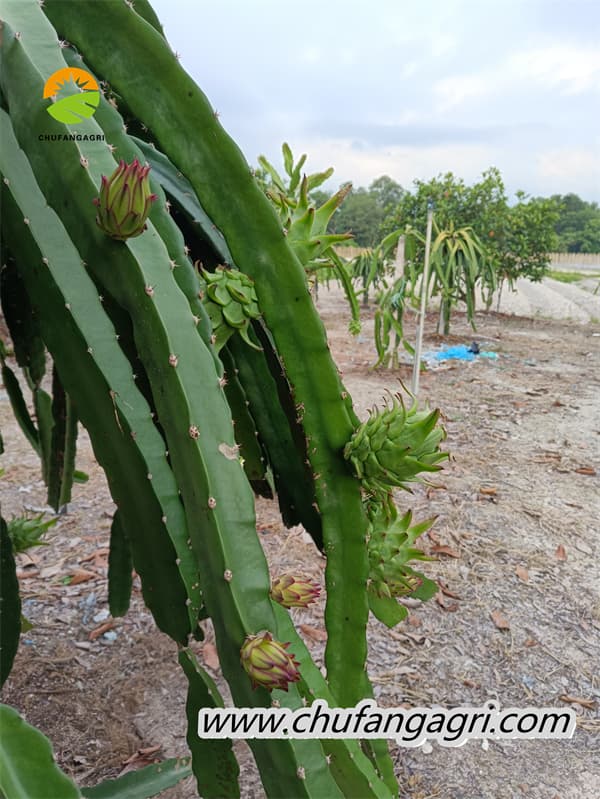 Liquid water-soluble fertilizer can add more bioestrogens